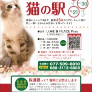 シェルターでのまったり保護猫譲渡会❣️