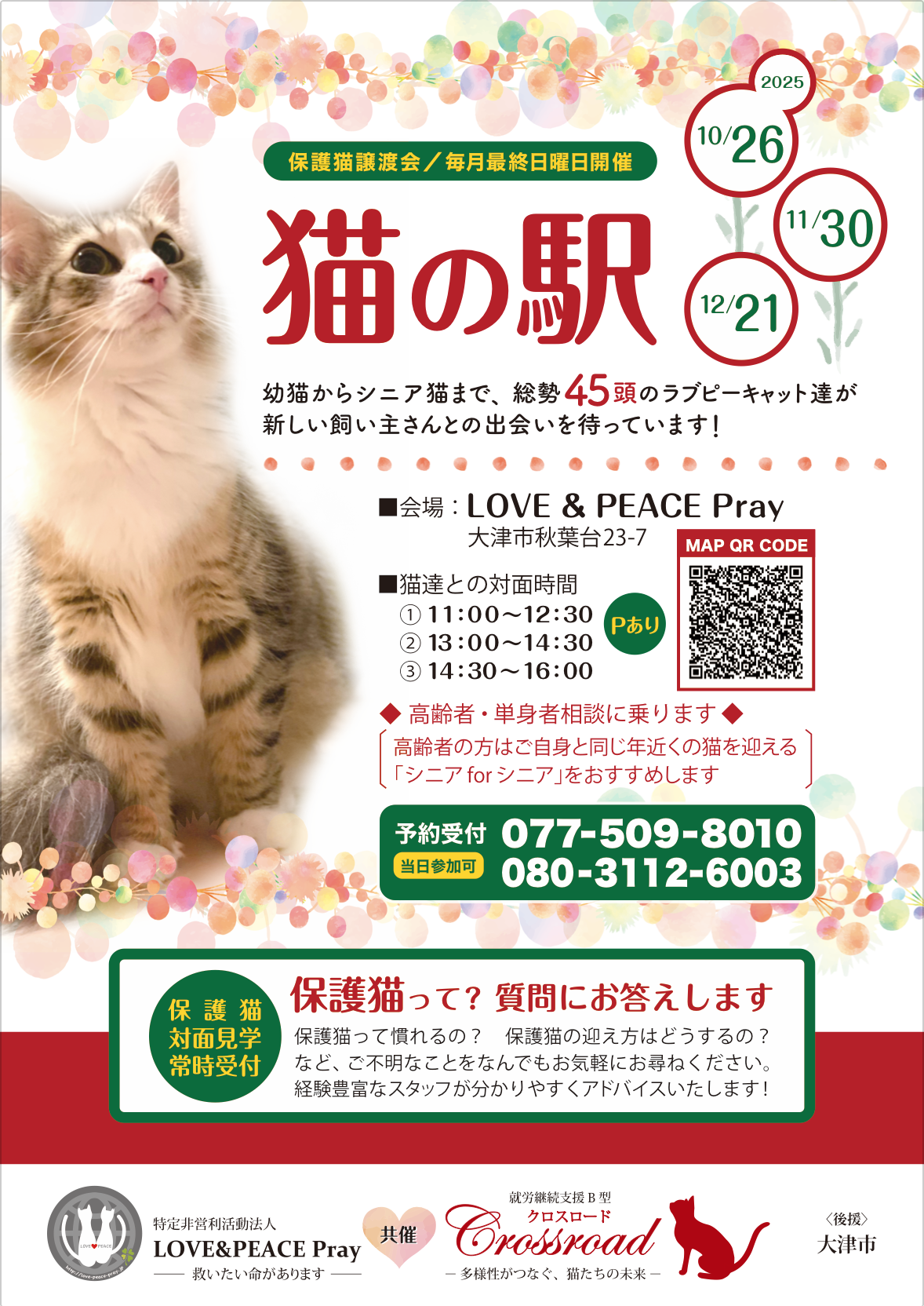 シェルターでのまったり保護猫譲渡会❣️