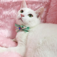 臆病だけど、遊び好き♪純白の美猫『ロッテ』６ヶ月