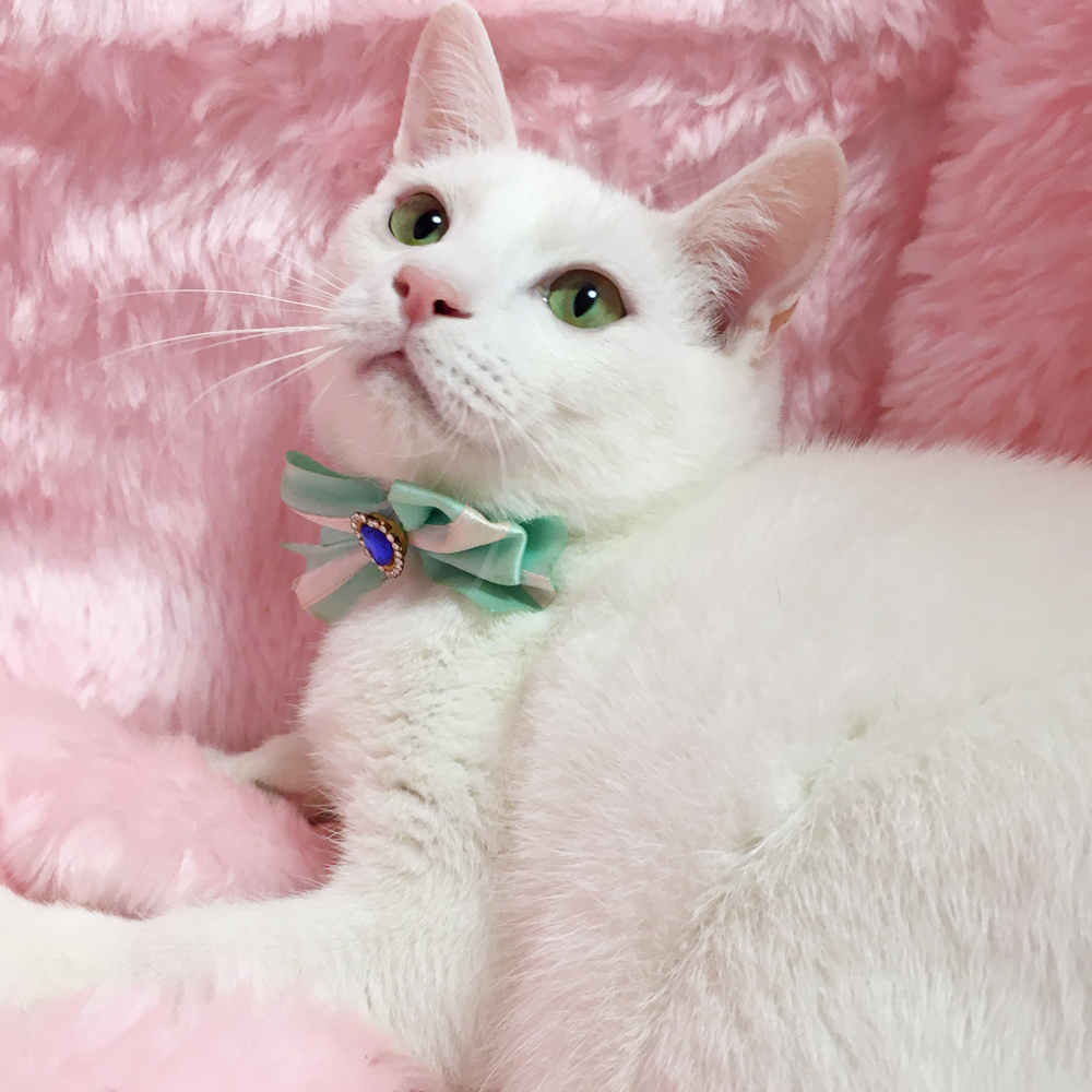 臆病だけど、遊び好き♪純白の美猫『ロッテ』６ヶ月