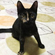 くりくりお目目のサビ子猫『キョロちゃん』５カ月