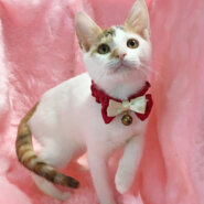 つぶらな瞳の白三毛『しらたまちゃん』３カ月