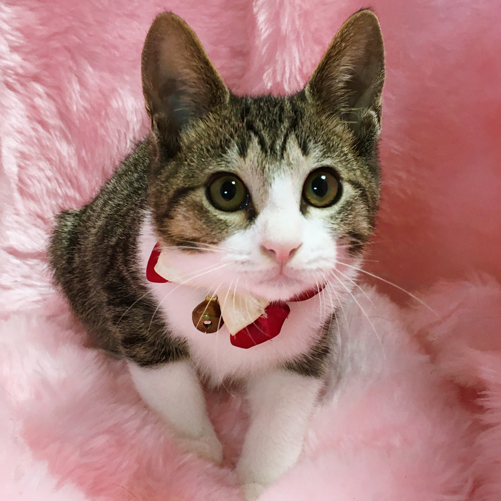 くりくりお目目！キジ白のハチワレ『わらび君』４カ月