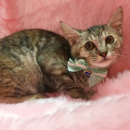 グレー系の麦わら『みずなちゃん』３カ月