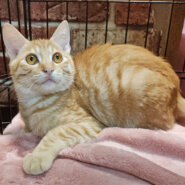 フェネック風！クリーム茶トラ『いなり君』４ヶ月