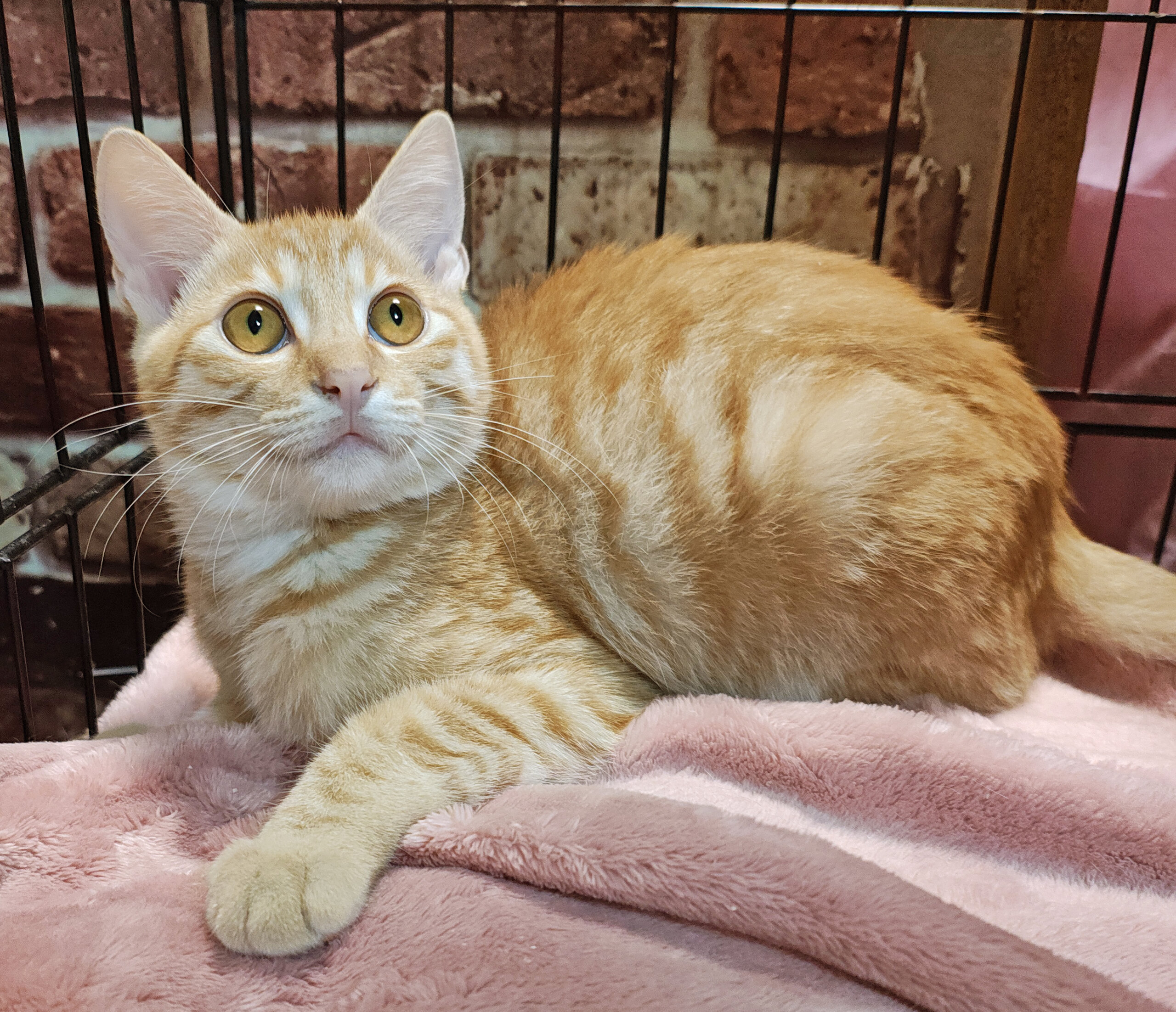 フェネック風！クリーム茶トラ『いなり君』４ヶ月