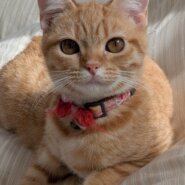 マンチカン3匹一緒に飼ってくれる方のみ譲渡します