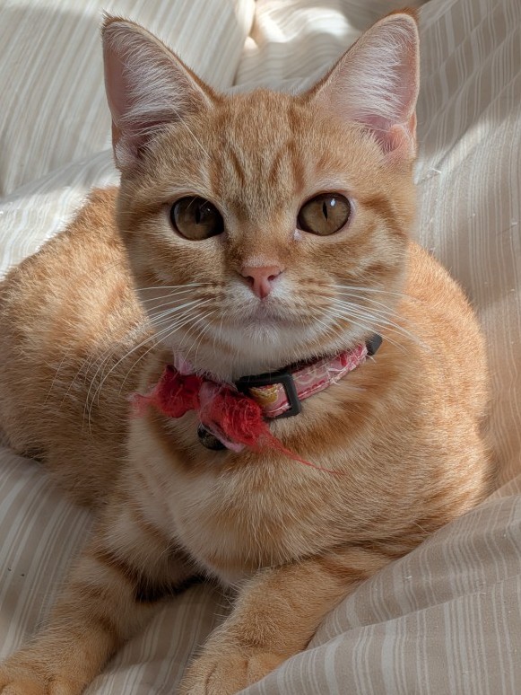 マンチカン3匹一緒に飼ってくれる方のみ譲渡します