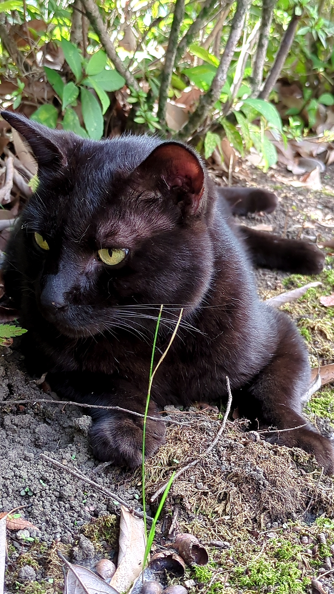 成猫黒オス（年齢不明）