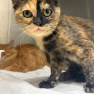 なでなで好きサビ柄てんてん