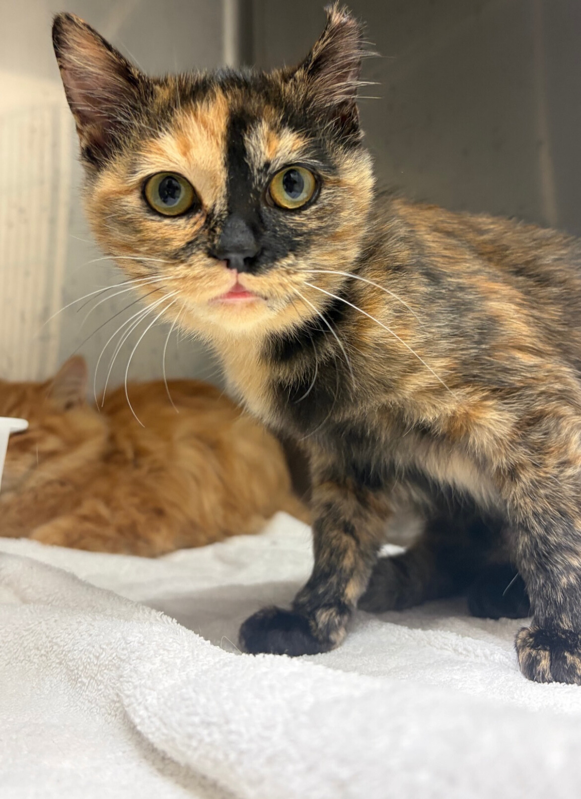 なでなで好きサビ柄てんてん