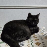 黒トラの女の子、人見知りで甘えん坊