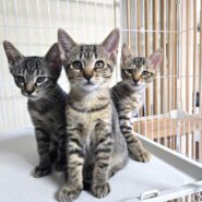 in春日井市☆子猫もいっぱい☆保護猫達を暖かいオウチに迎えよう☆2025年11月15日（土）～ 非営利団体「ちーむ にゃいんず」