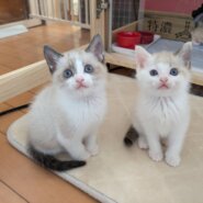 in江南市☆子猫もいます！☆2025年11月23日（日）～ 非営利団体「ちーむ にゃいんず」