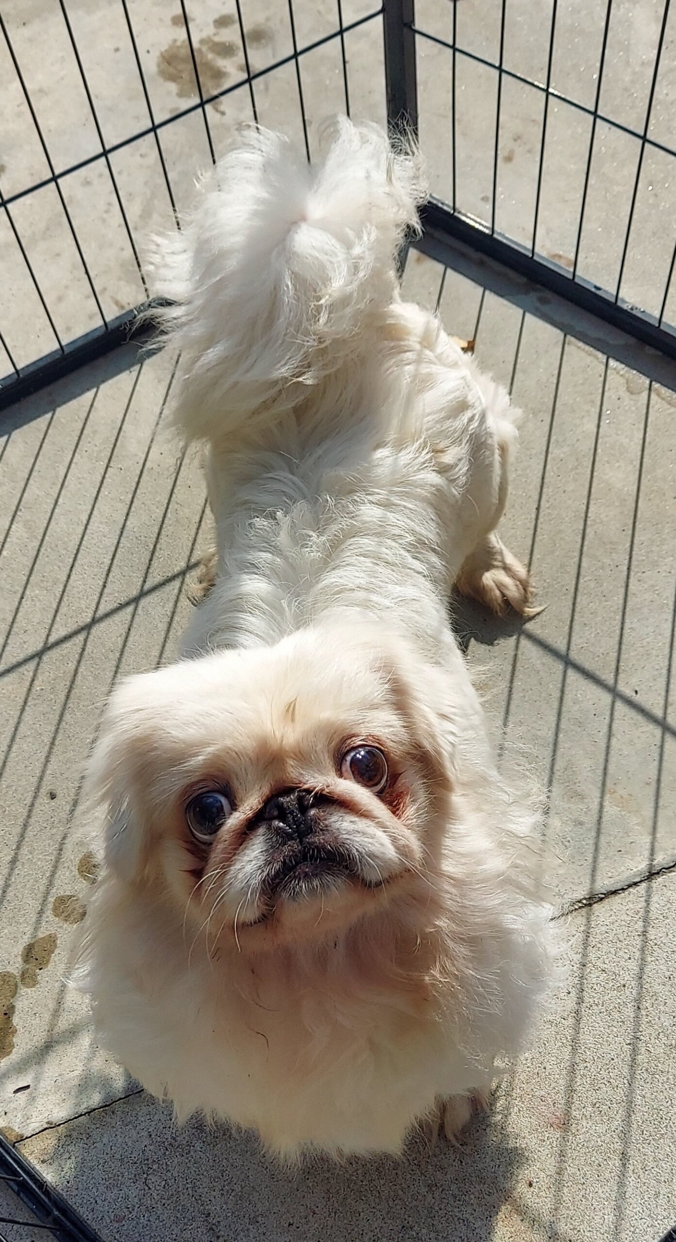 ペキニーズ(パコちゃん)♀️4才