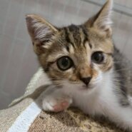 in春日井市☆子猫もいっぱい☆保護猫達を暖かいオウチに迎えよう☆2025年12月6日（土）～ 非営利団体「ちーむ にゃいんず」