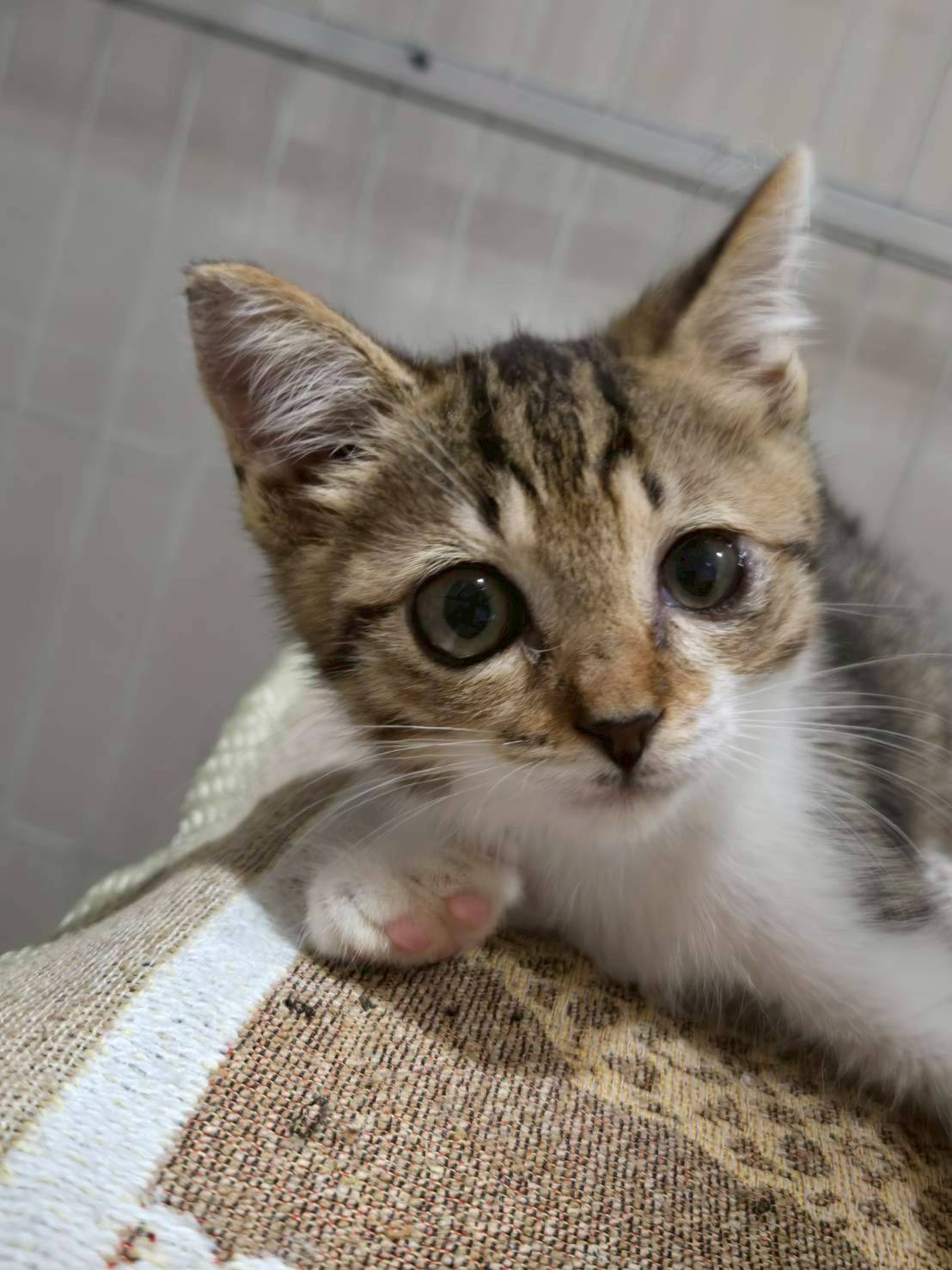 in春日井市☆子猫もいっぱい☆保護猫達を暖かいオウチに迎えよう☆2025年12月6日（土）～ 非営利団体「ちーむ にゃいんず」