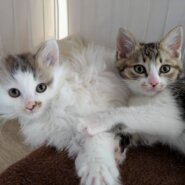 in岡崎市☆子猫もいっぱい☆保護猫達を暖かいオウチに迎えよう☆2025年12月6日（土）～ 非営利団体「ちーむ にゃいんず」