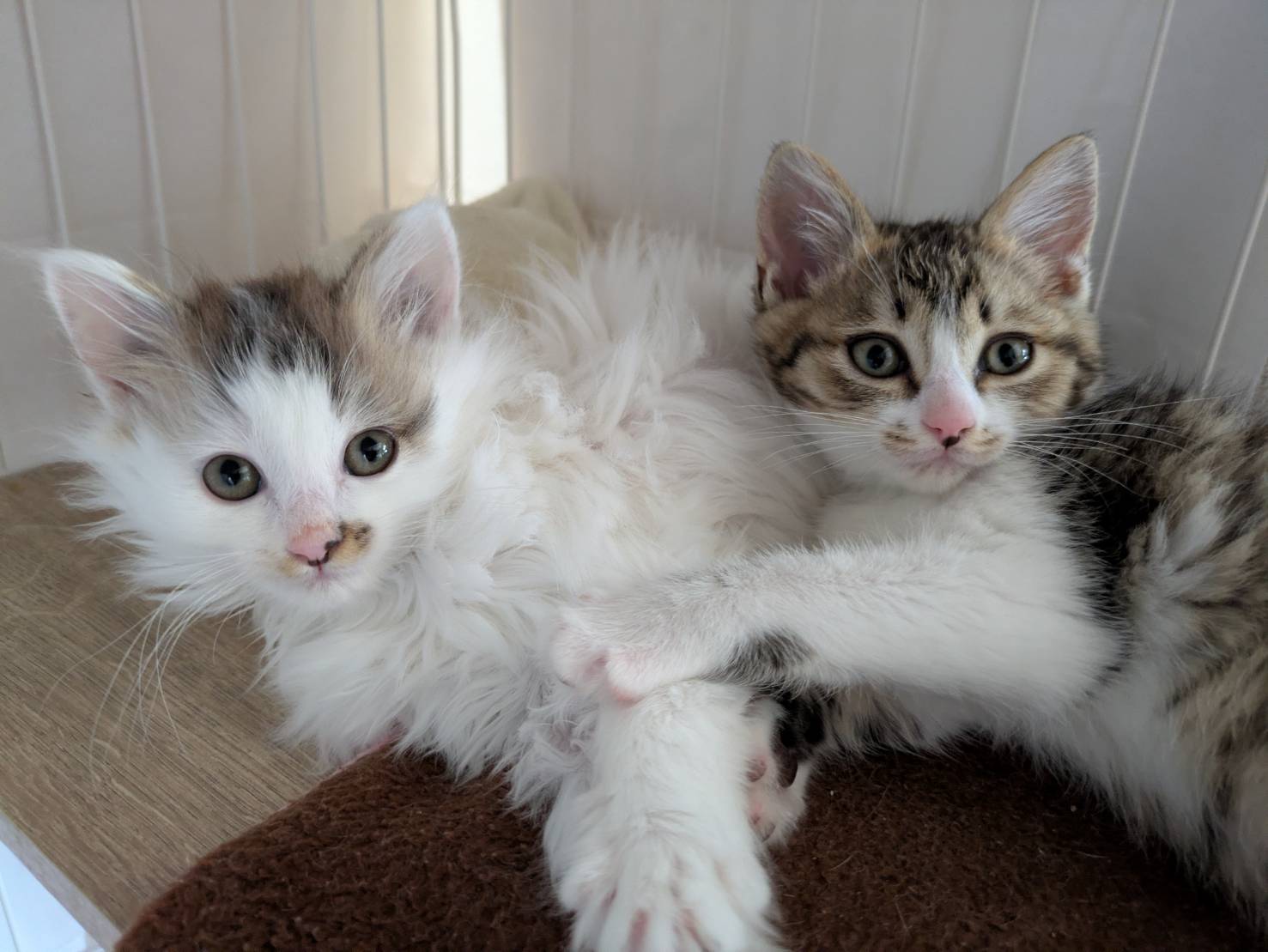 in岡崎市☆子猫もいっぱい☆保護猫達を暖かいオウチに迎えよう☆2025年12月6日（土）～ 非営利団体「ちーむ にゃいんず」