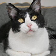 にたま：食いしん坊でとっても可愛い