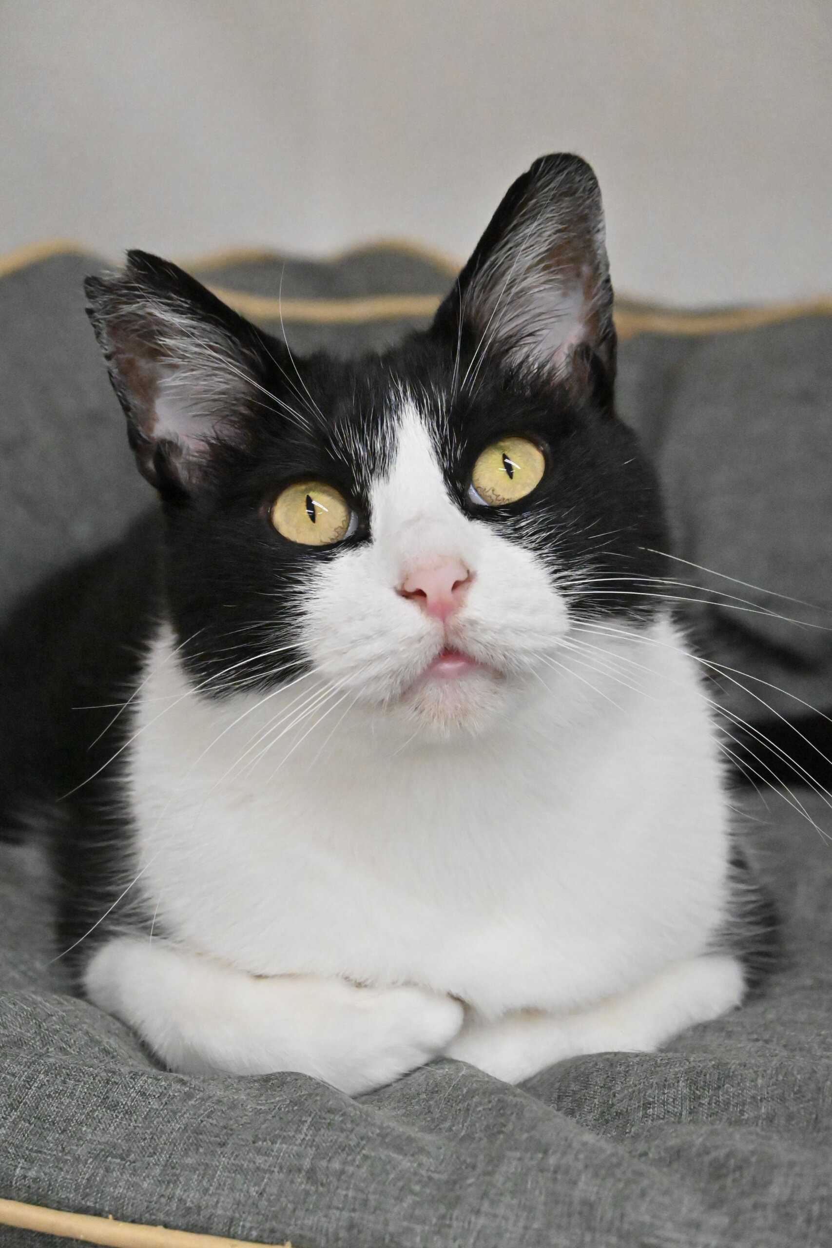 にたま：食いしん坊でとっても可愛い