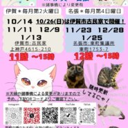 猫の古民家里親会in伊賀❣