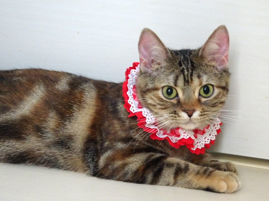 おだやか♪ベニちゃん★血統書アメショ♪８ヵ月