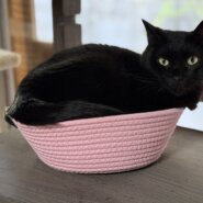 シェルターでのまったり保護猫譲渡会❣️