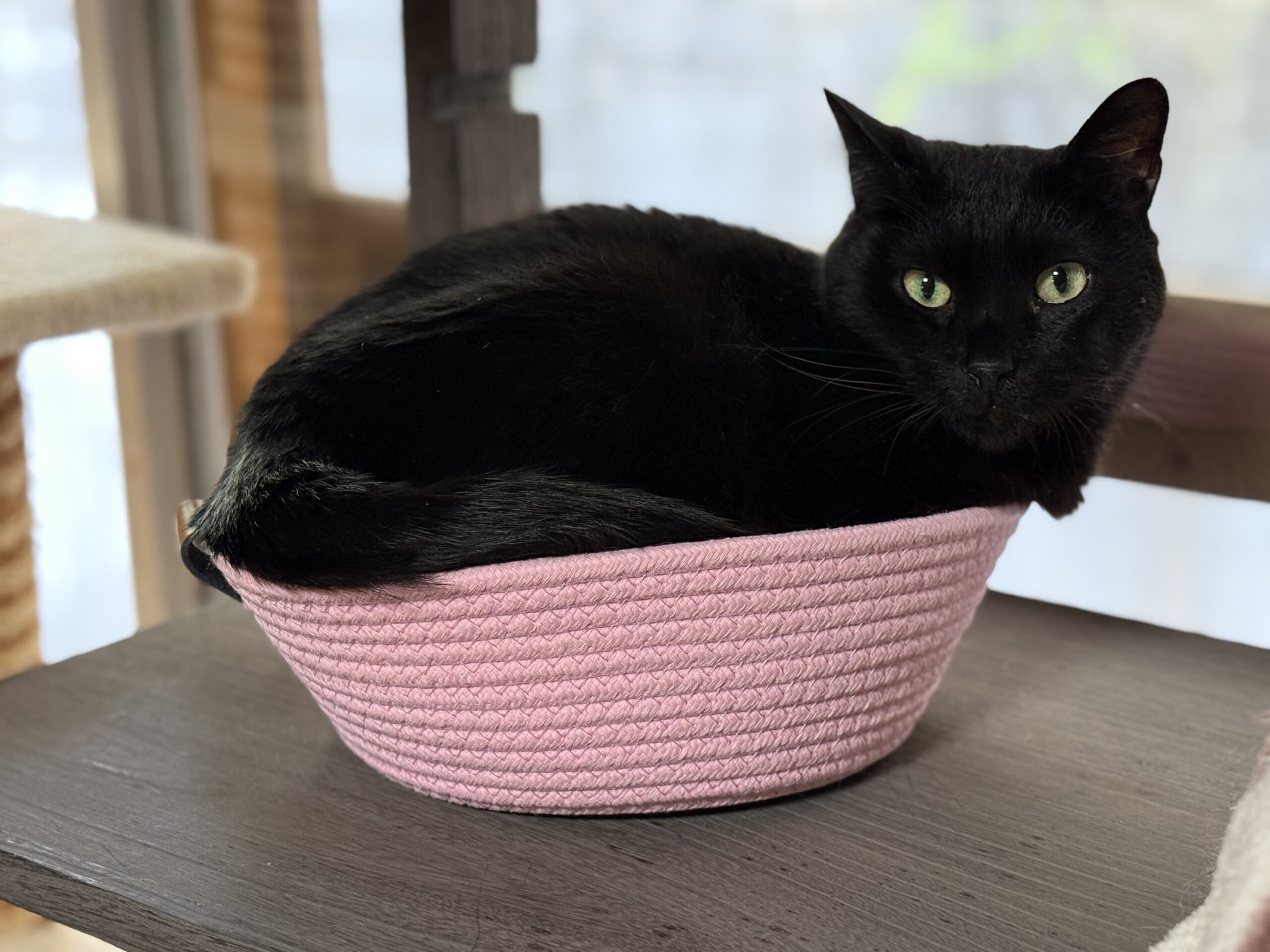 シェルターでのまったり保護猫譲渡会❣️