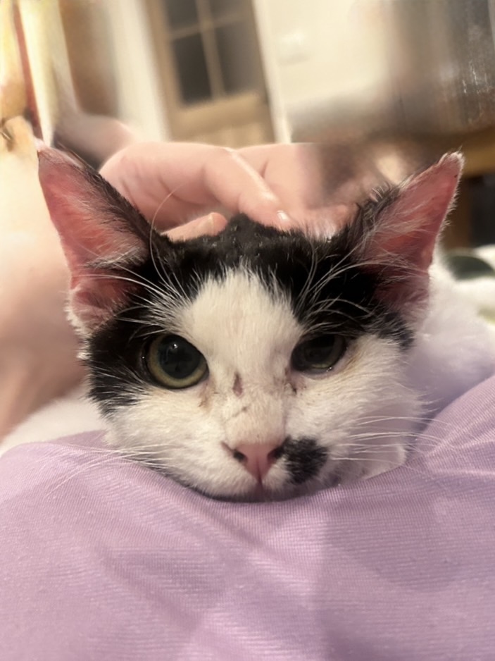 生後２ヶ月ほどの女の子