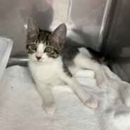 人懐っこいイケメンバロン