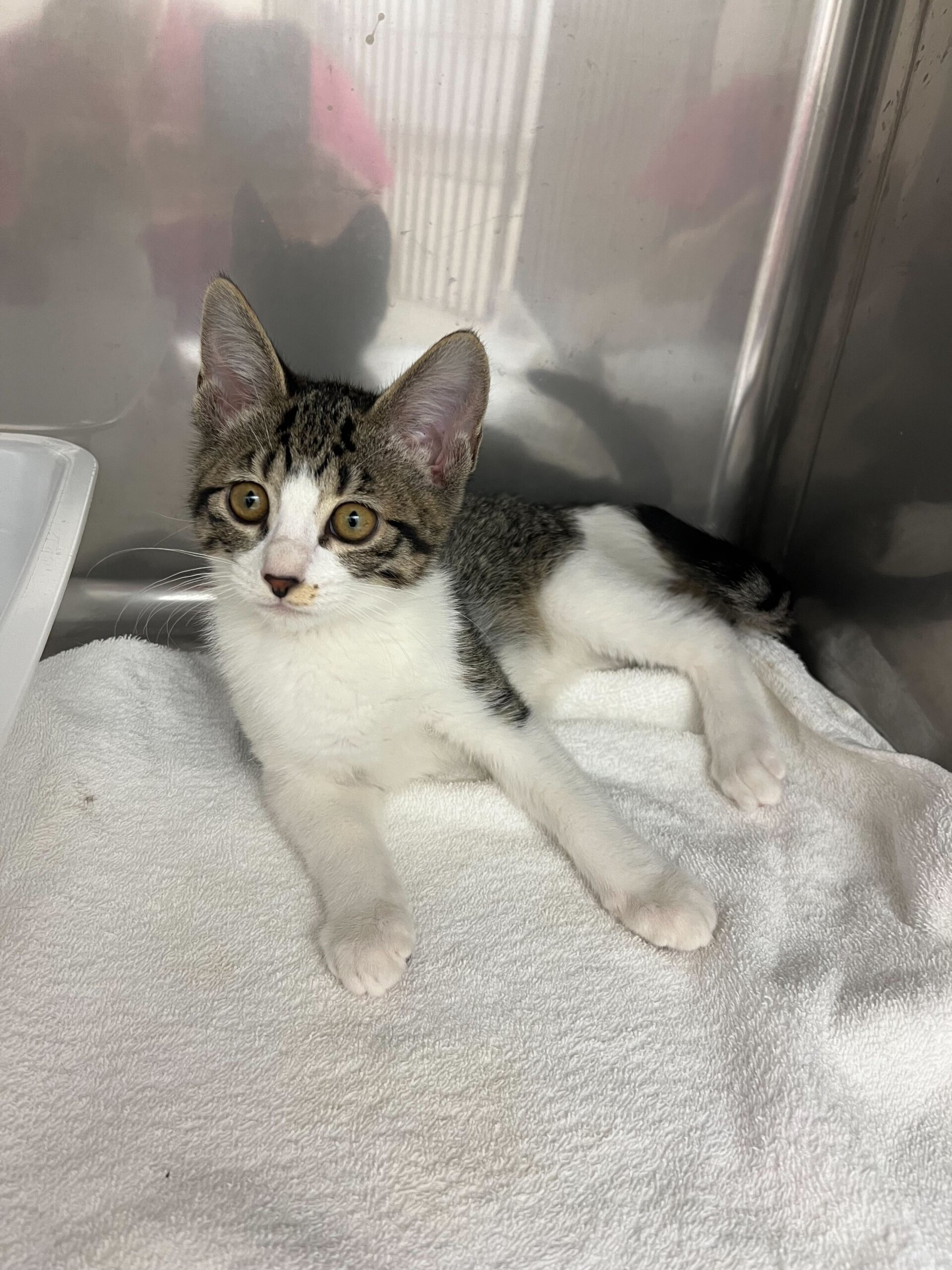 人懐っこいイケメンバロン