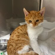 おっとりなでなで好きぽぽ