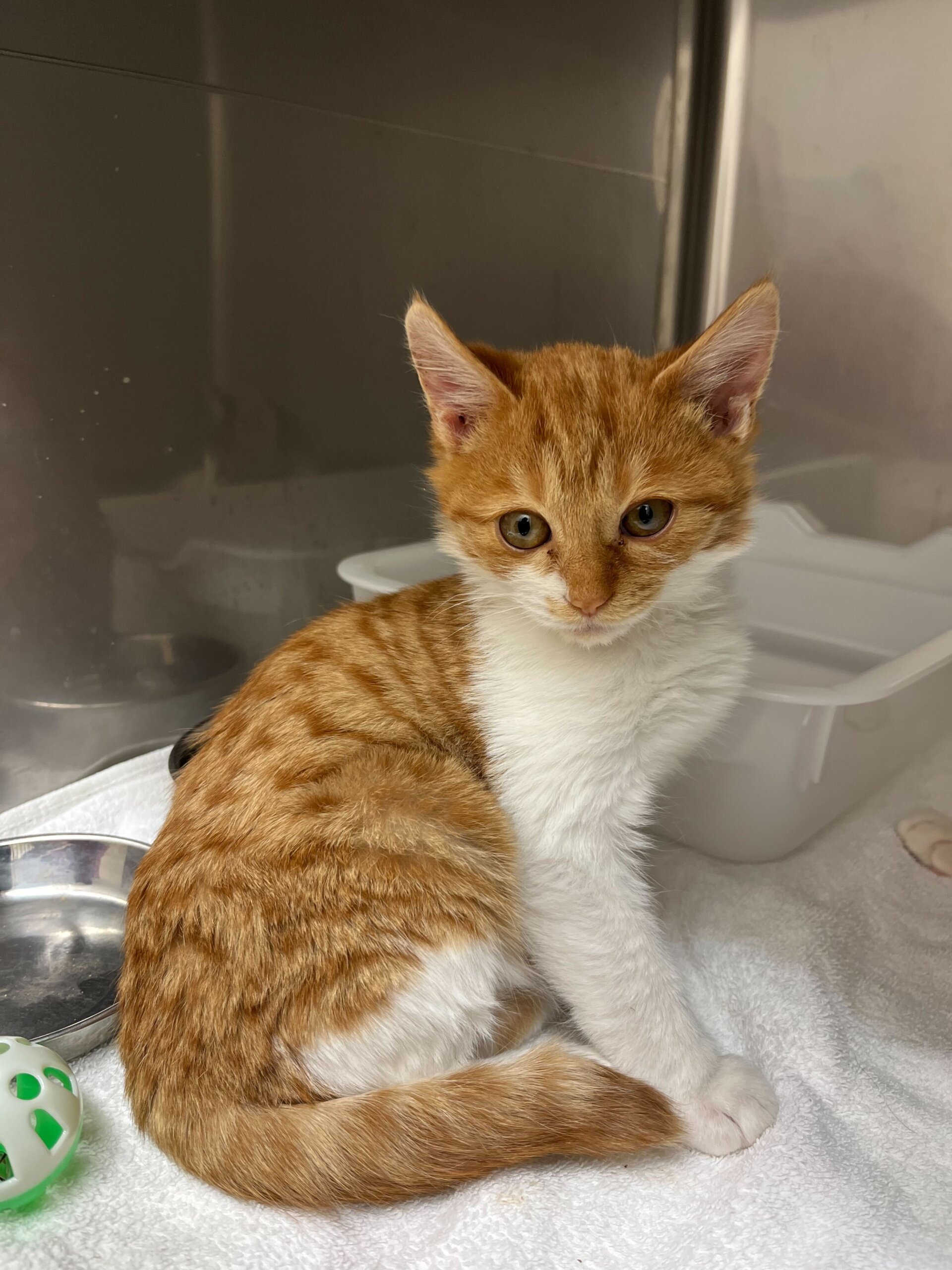 おっとりなでなで好きぽぽ