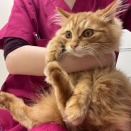 甘えん坊長毛茶とらパスタ