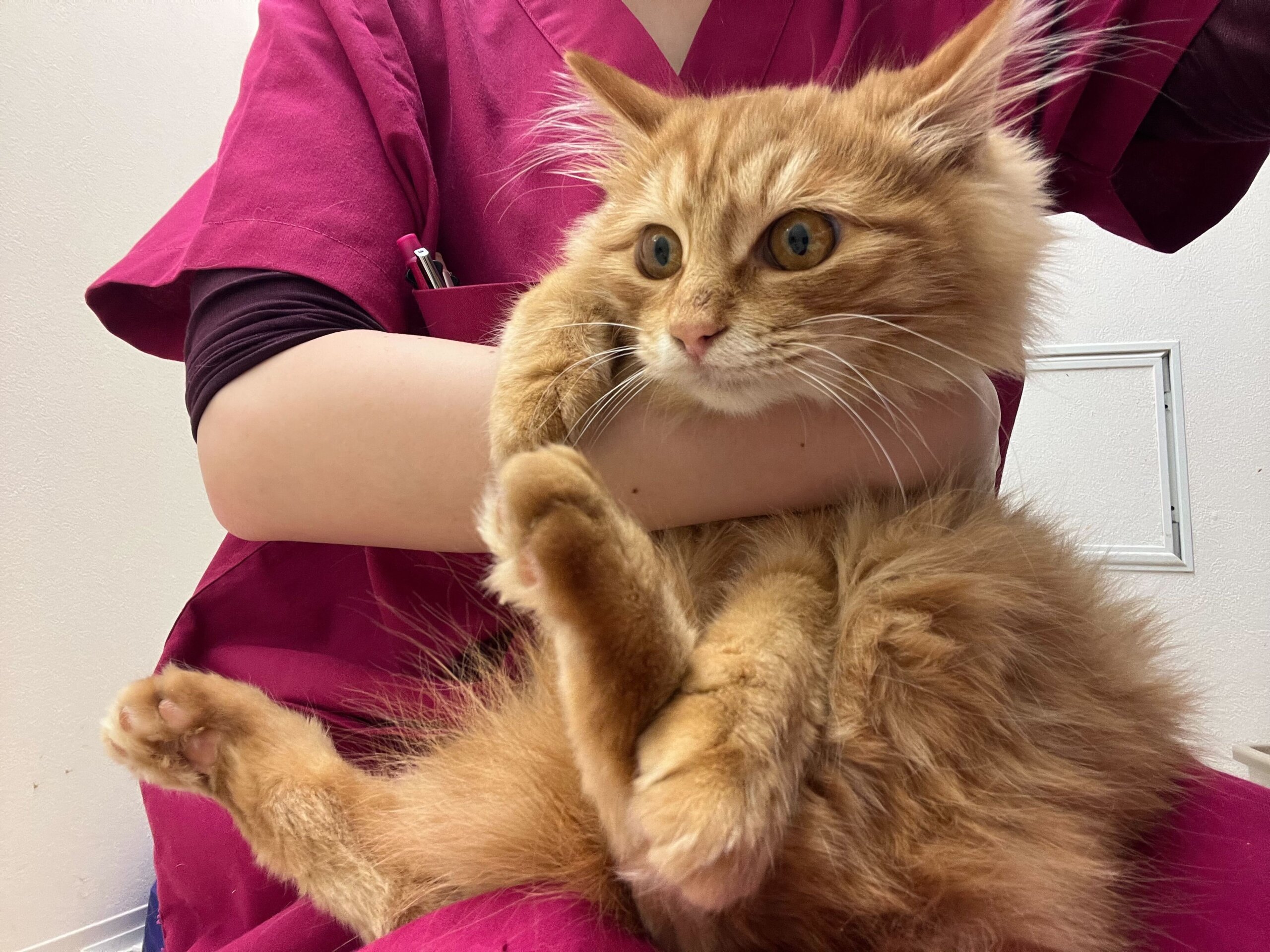 甘えん坊長毛茶とらパスタ