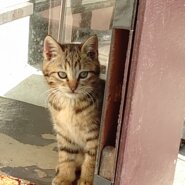 🐱里親さんが決定しました😸