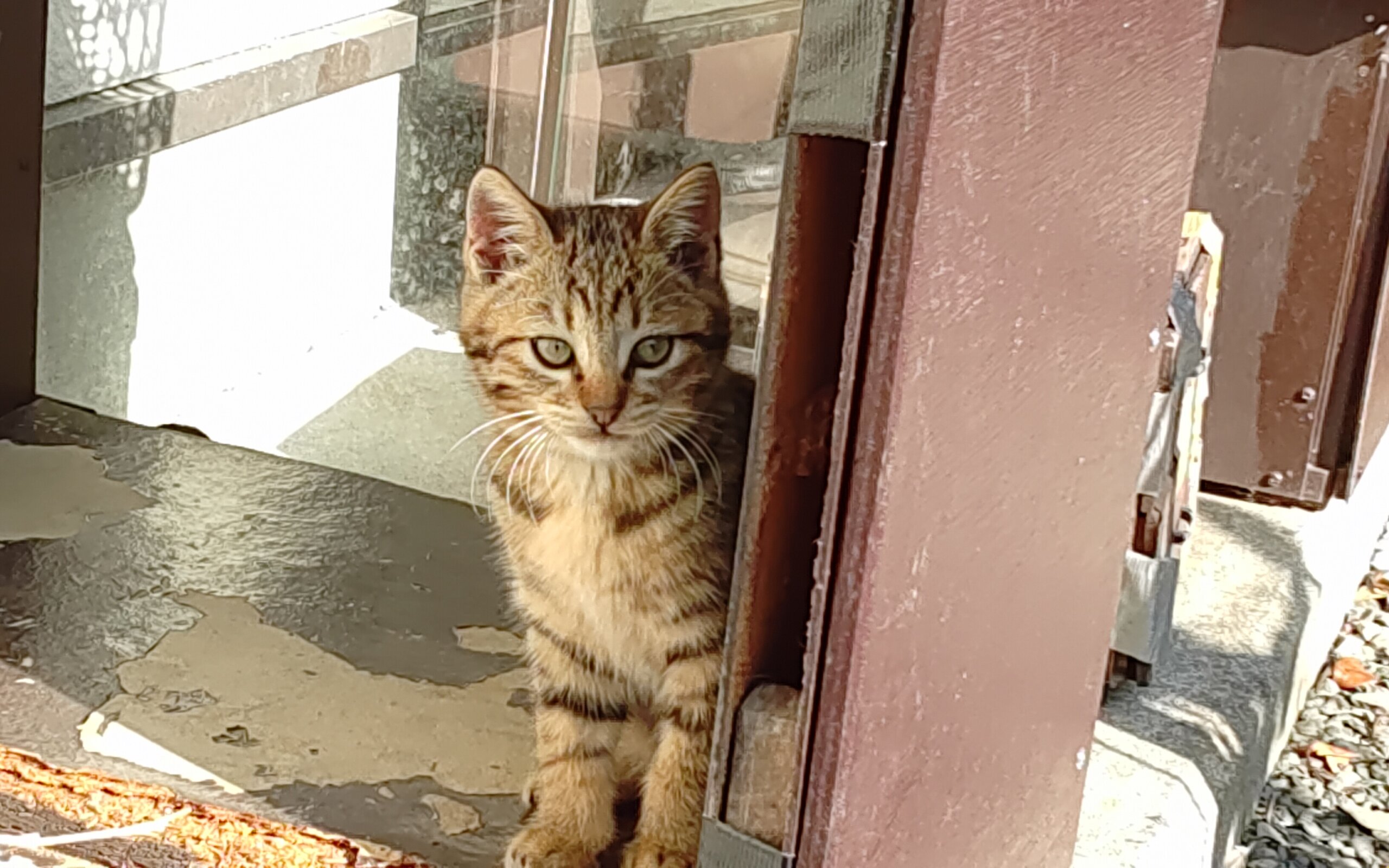 🐱里親さんが決定しました😸