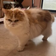 スコティシュ男の子つばさ君❤️