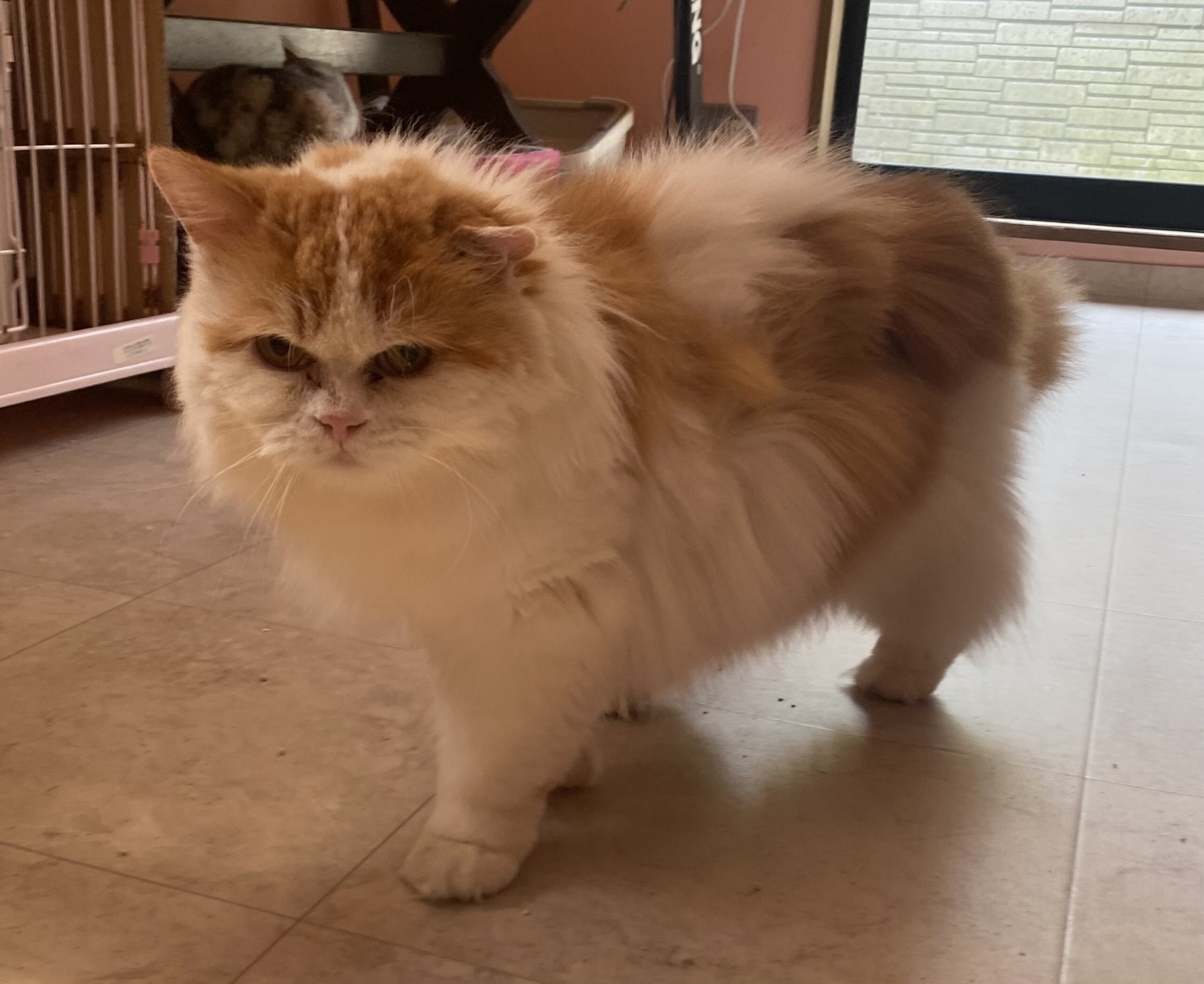 スコティシュ男の子つばさ君❤️