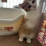 チャシロの可愛い子里親募集