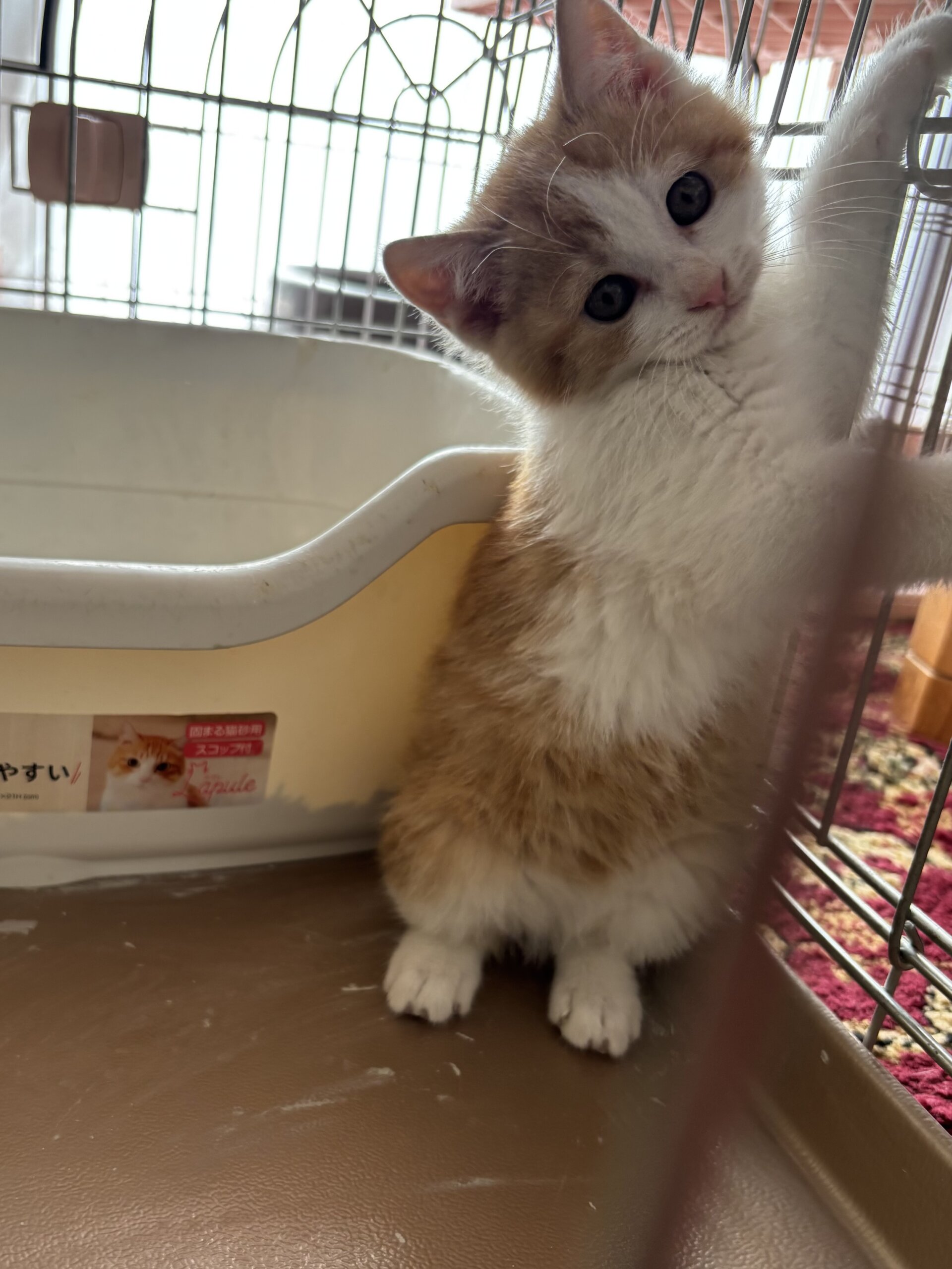 チャシロの可愛い子里親募集