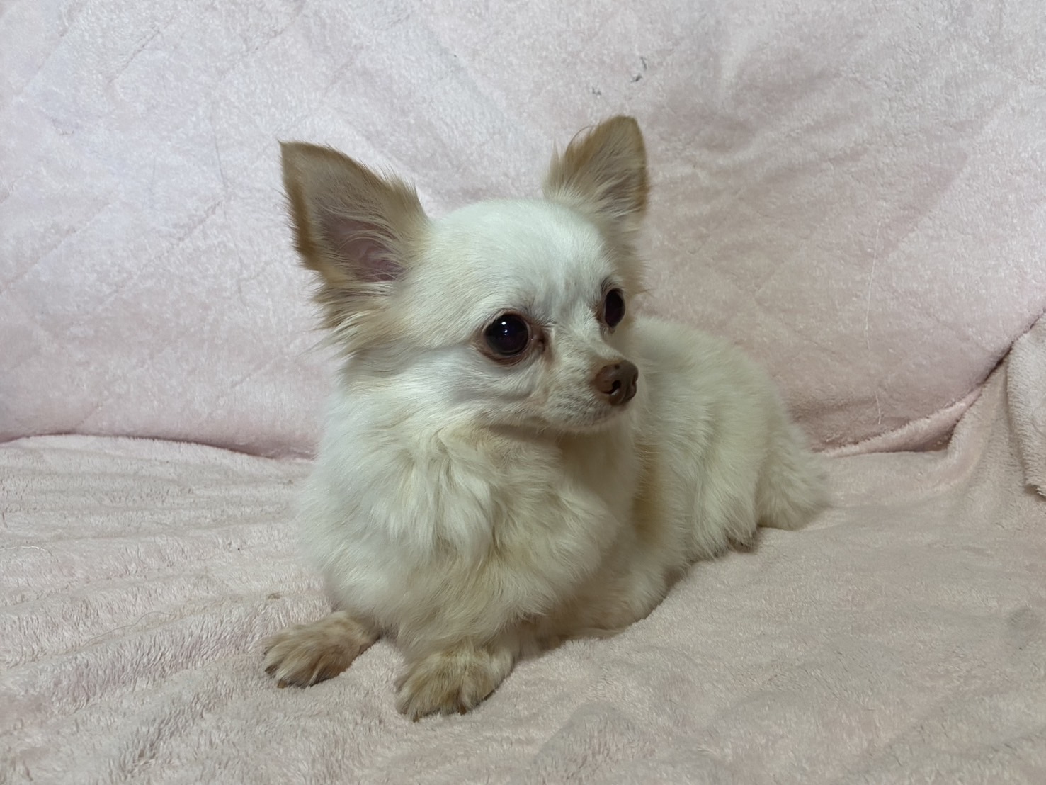 チワワロング女の子こむぎちゃん❤️