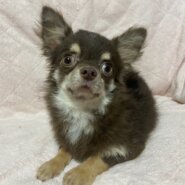 チワワロング男の子レオくん❤️