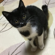 初心者向き！人が大好き甘えん坊『ごまちゃん』３カ月