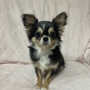 チワワロング女の子ももちゃん❤️