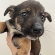 生後1ヶ月半くらいの可愛い子犬ちゃん