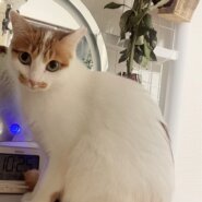 とても美人な女の子