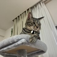 ☆イケメン顔の黒キジ猫☆オス２才☆遠方可能☆