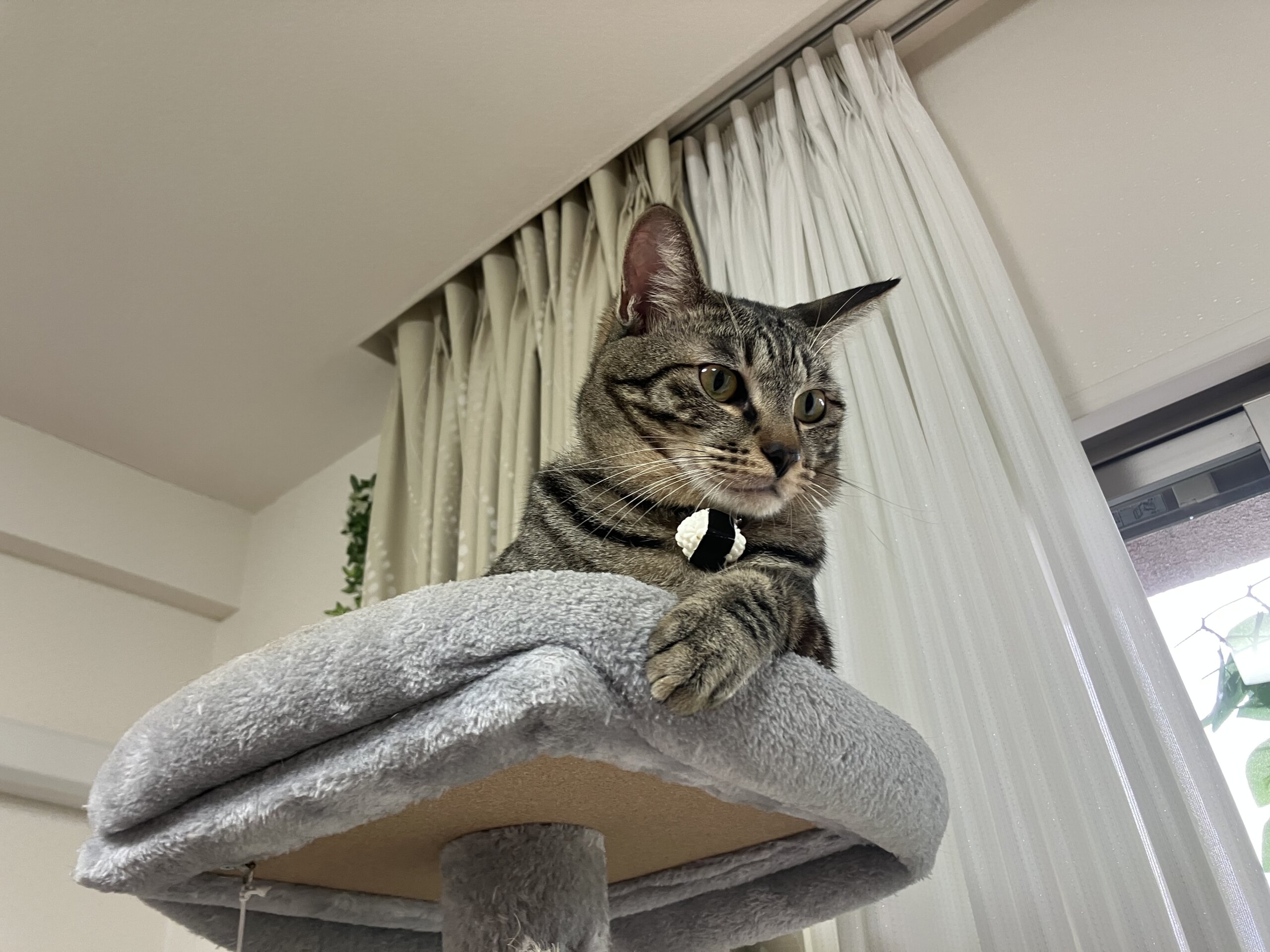 ☆イケメン顔の黒キジ猫☆オス２才☆遠方可能☆